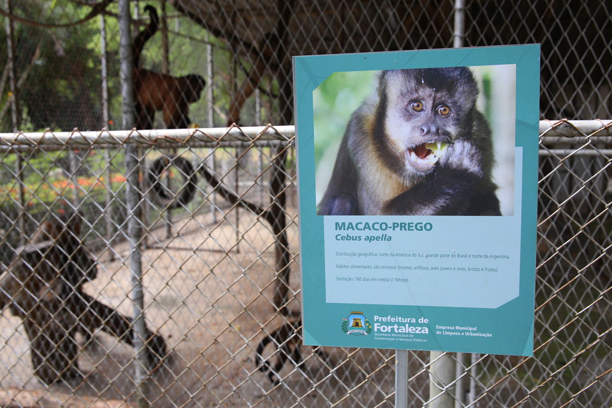 macaco em uma jaula