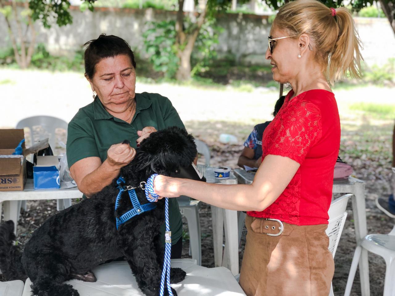 cachorro sendo vacinado