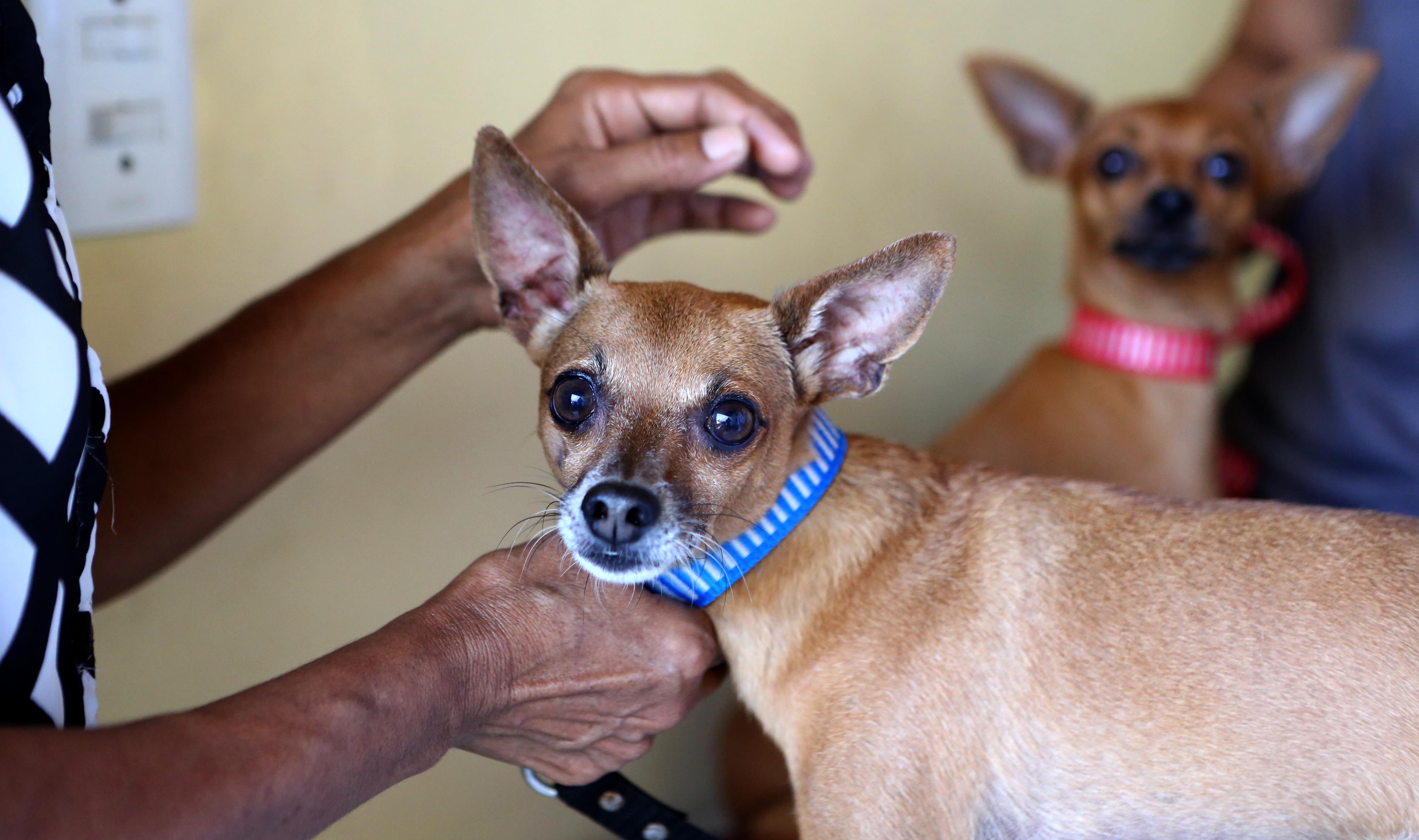 Atuam no VetMóvel quatro médicos veterinários