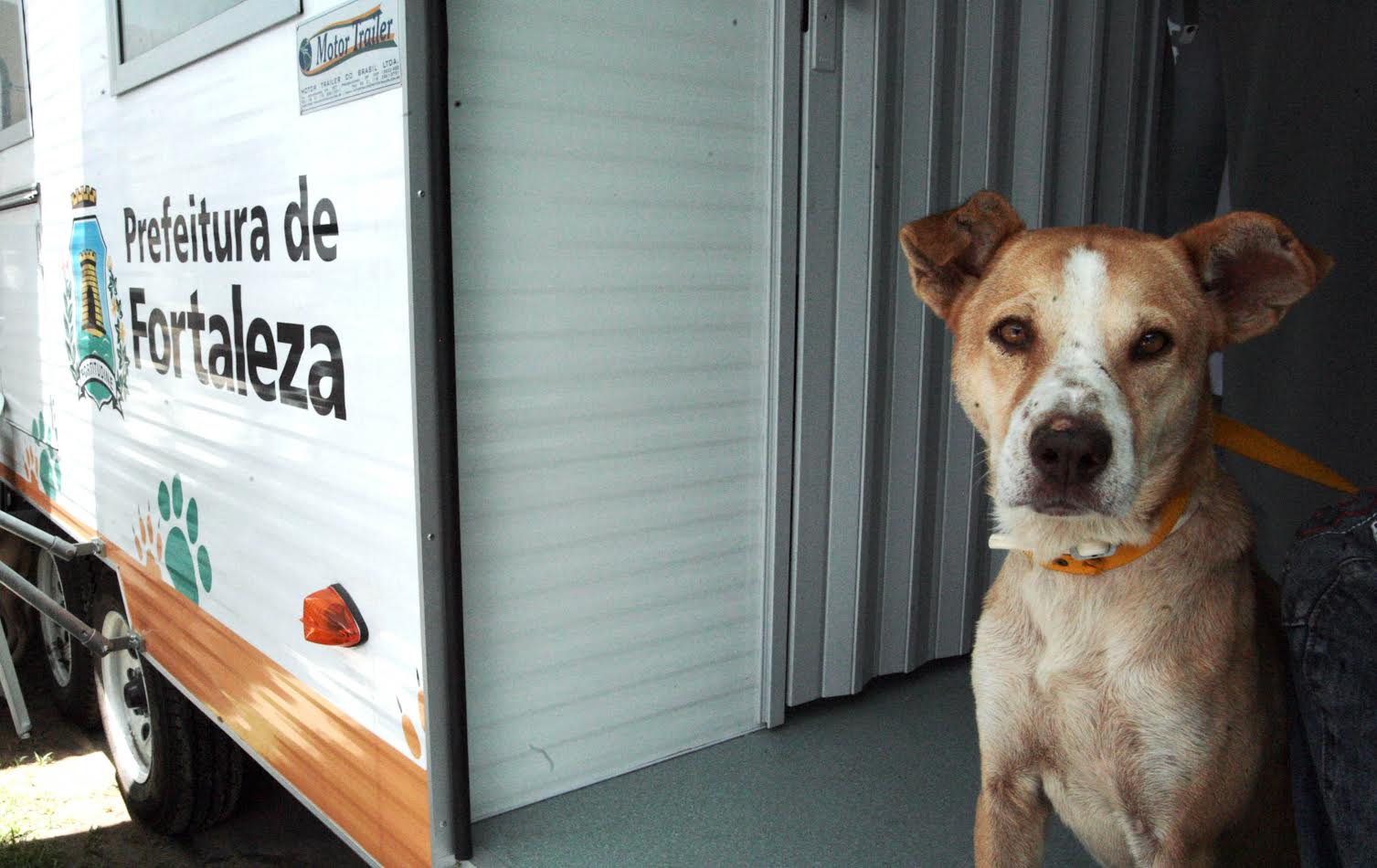 Cachorro no VetMóvel