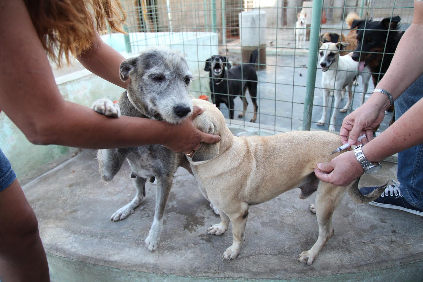 vacina cachorro