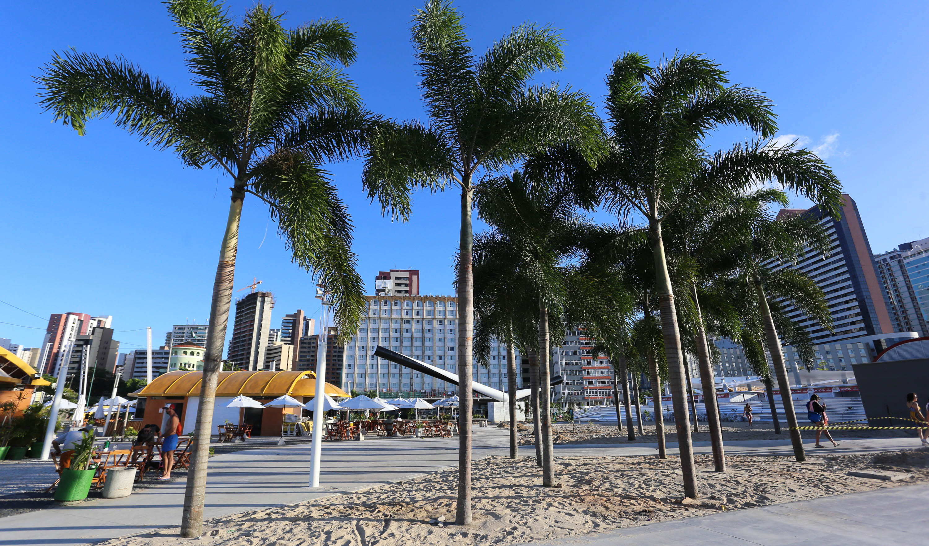 árvores plantadas na beira-mar