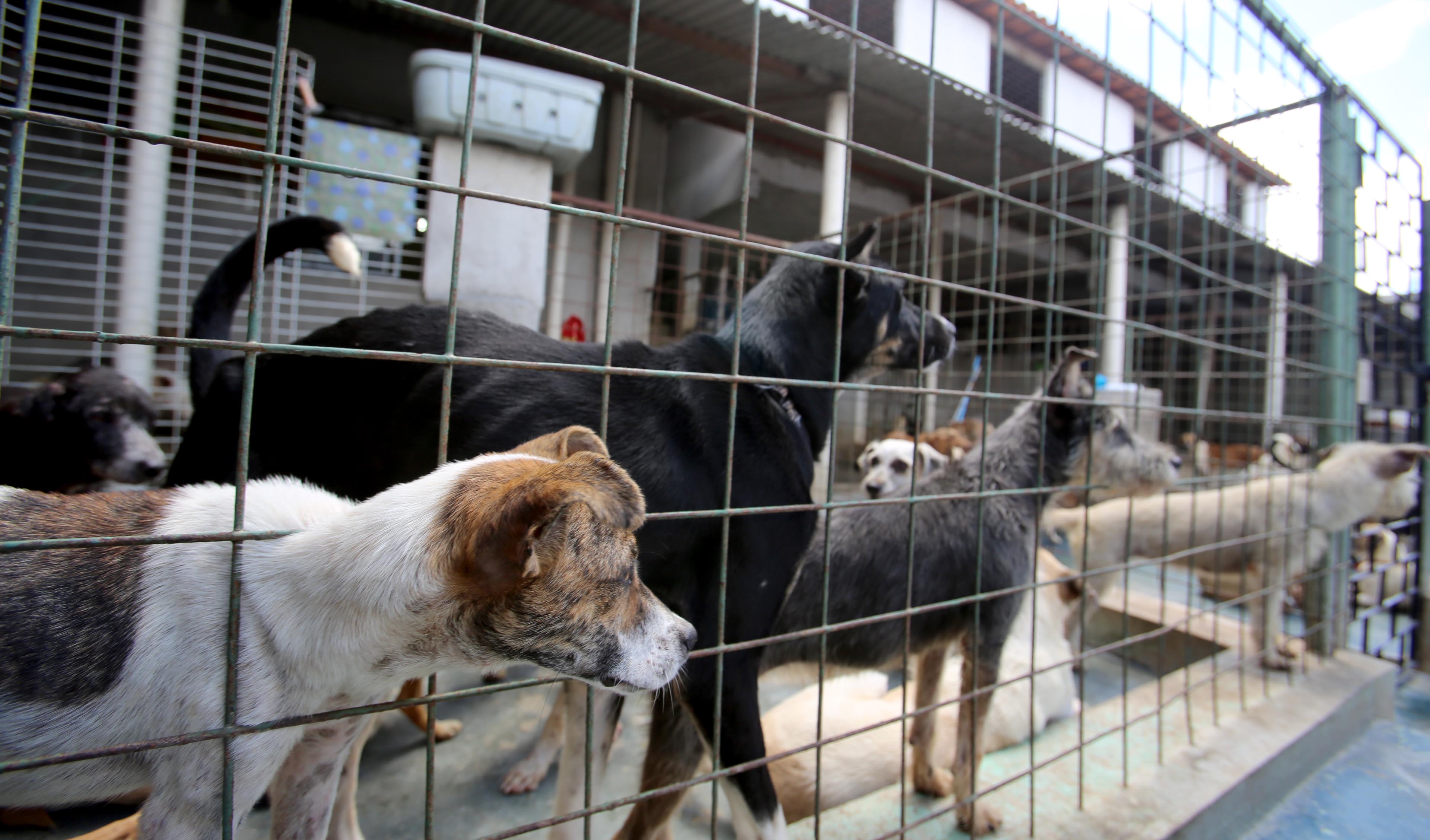 Animais no Abrigo São Lázaro