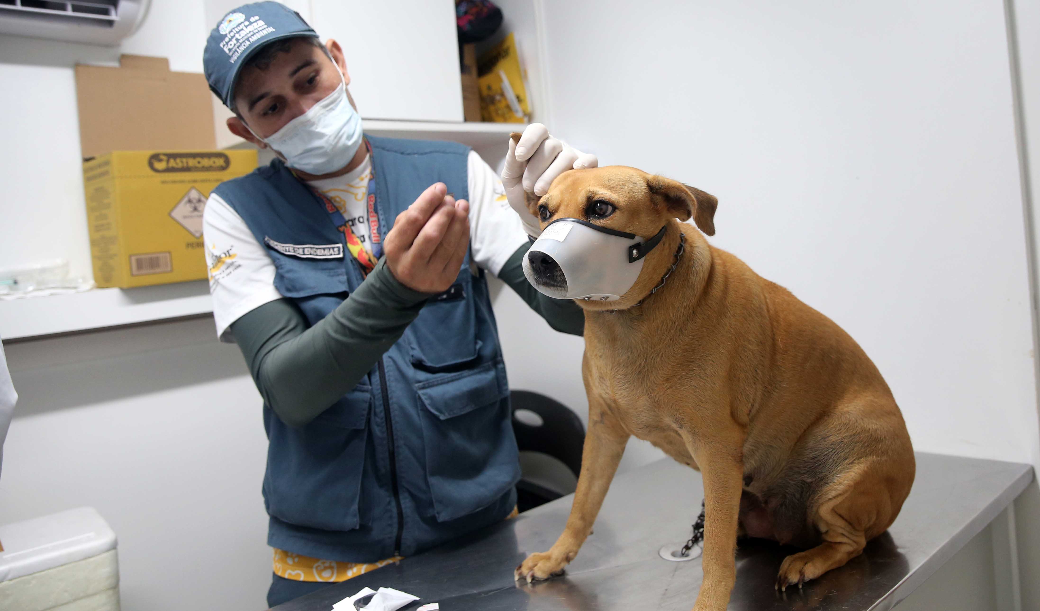 Veterinário atendendo cachorro no VetMóvel