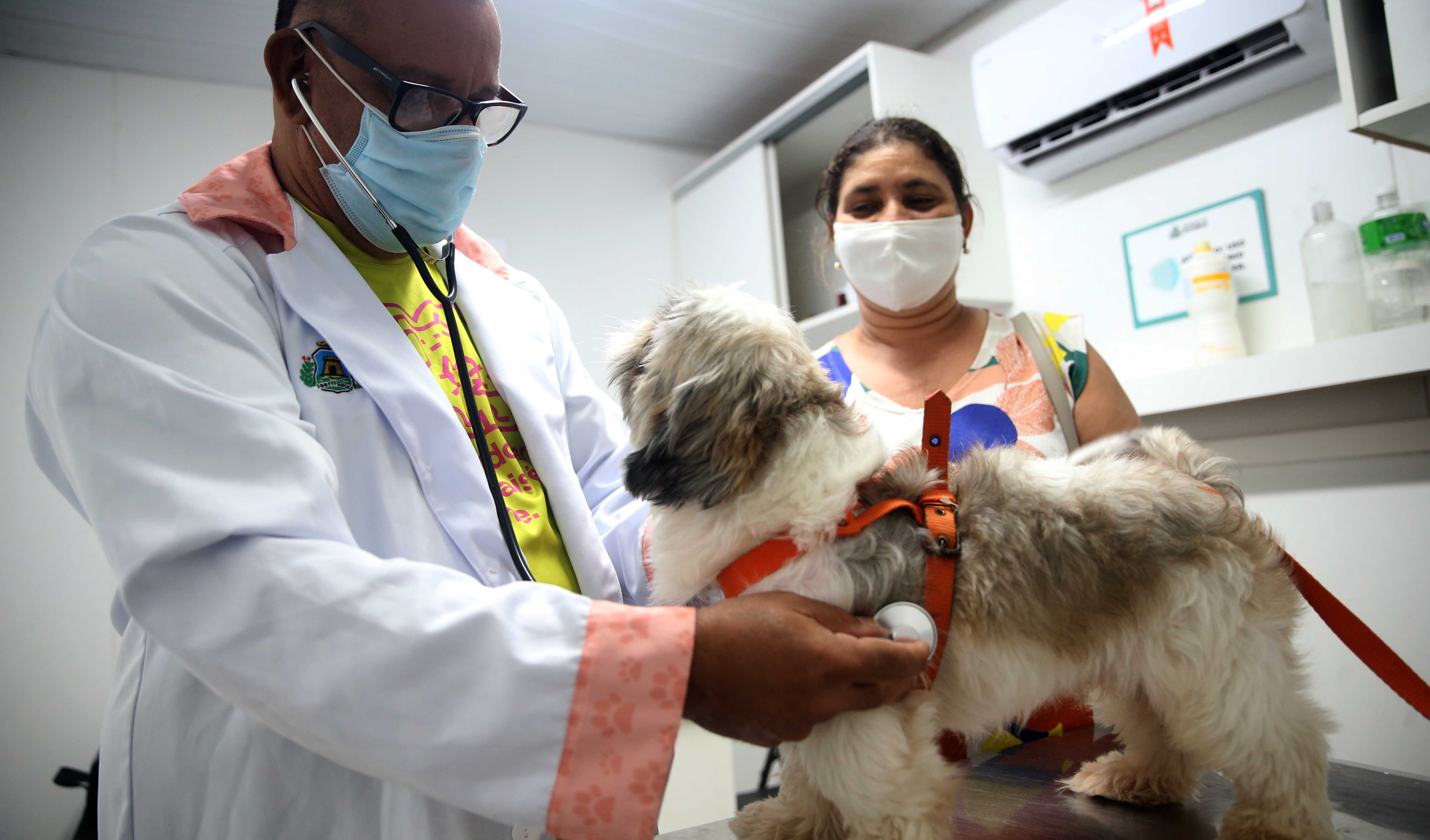 Veterinário atendendo no VetMóvel