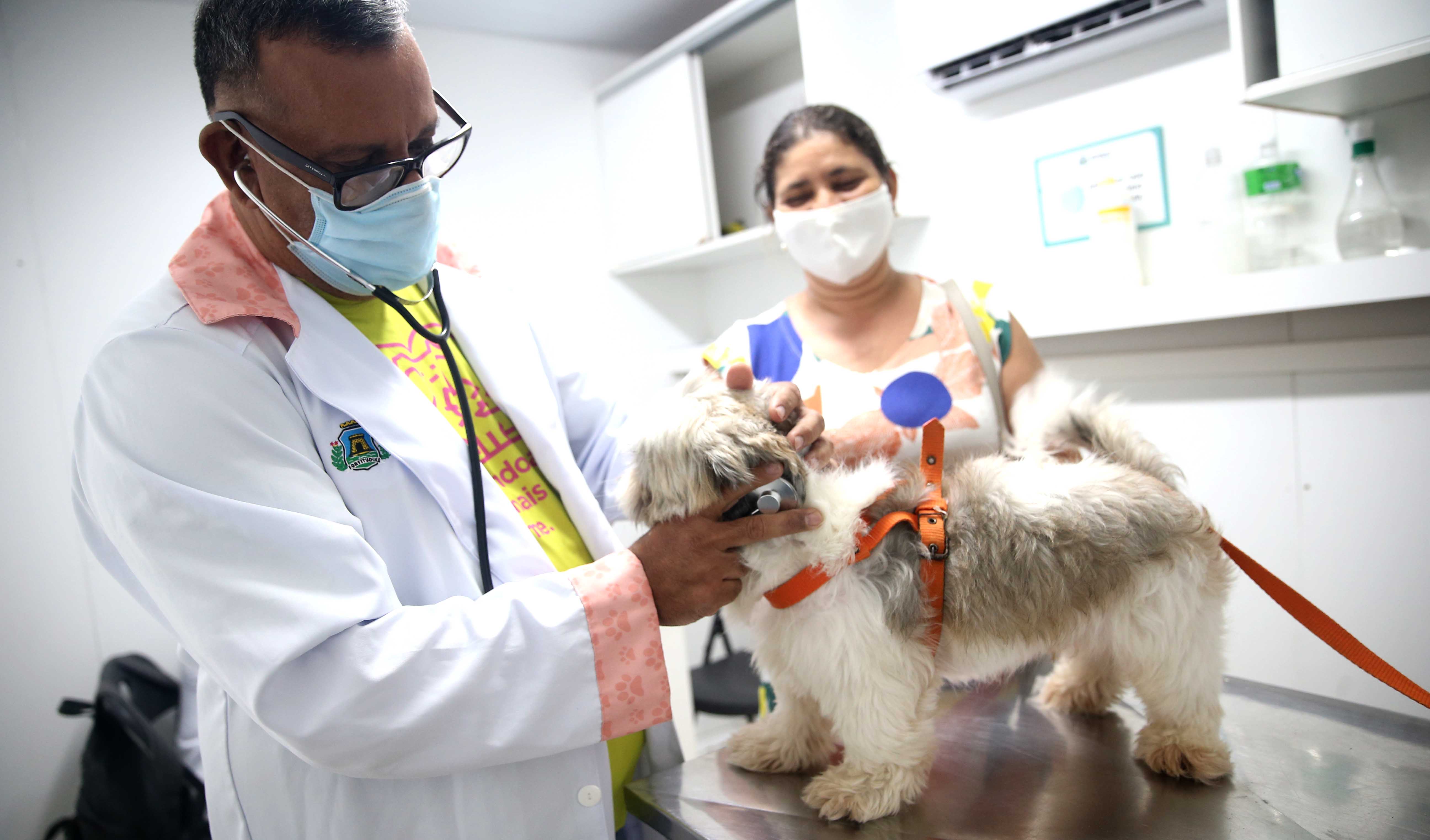 Veterinário atendendo cachorro no VetMóvel