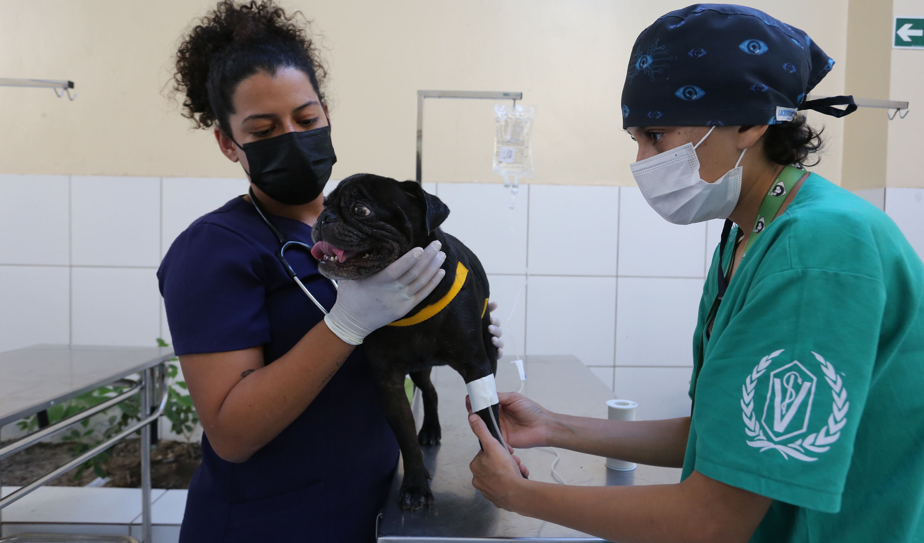 Veterinária procura a veia de cachorro