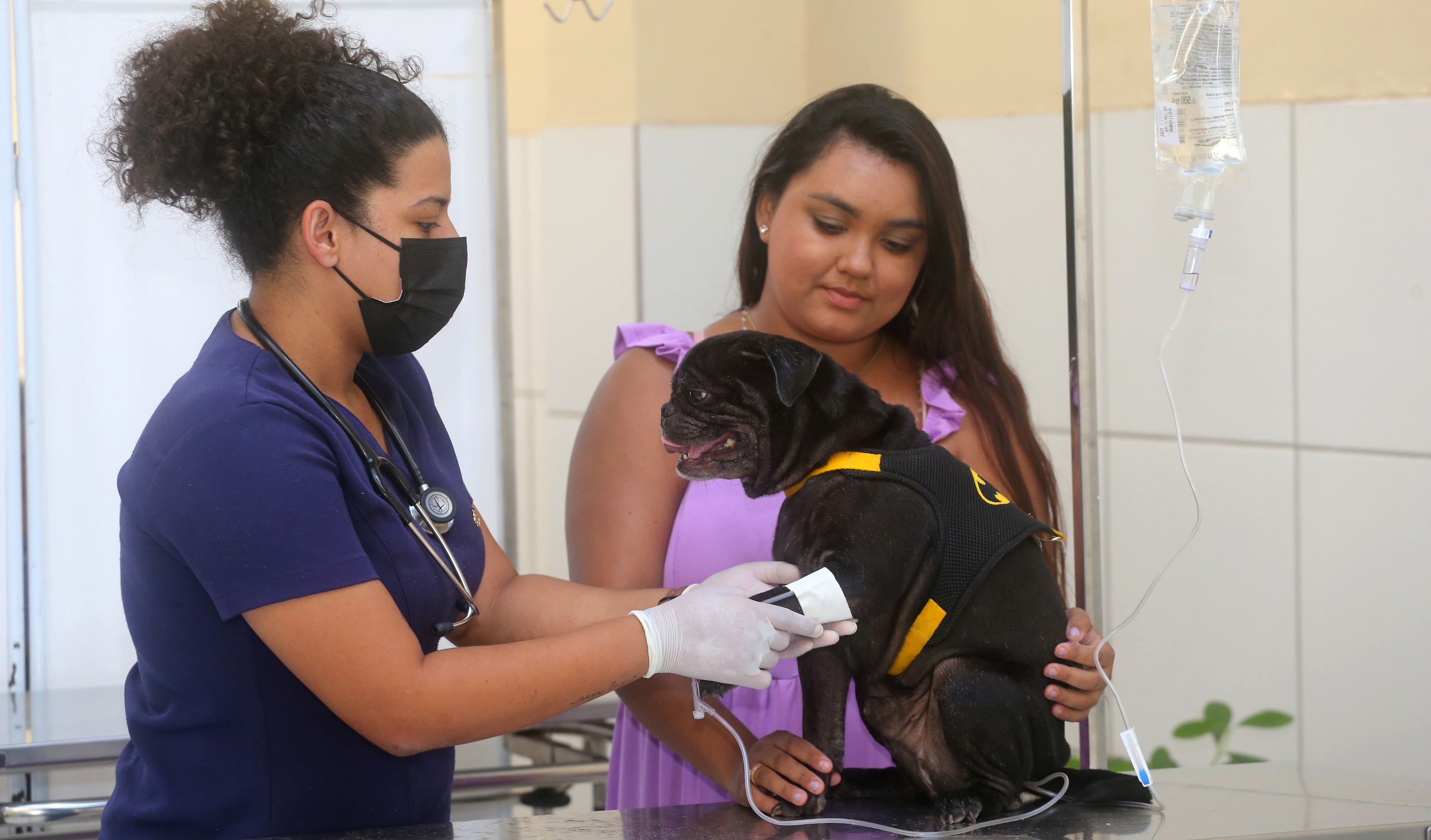 Veterinária consulta cachorro 