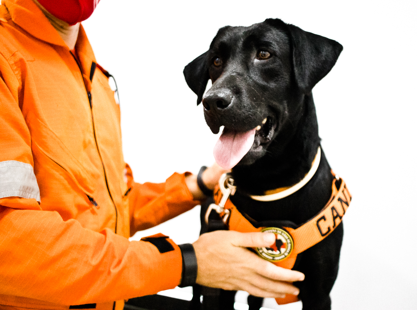 Cão dos Bombeiros em maca