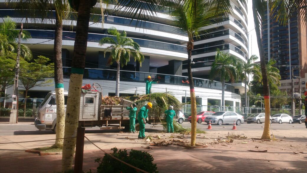 Homens trabalhando na poda dos coqueiros da Av. Beira Mar