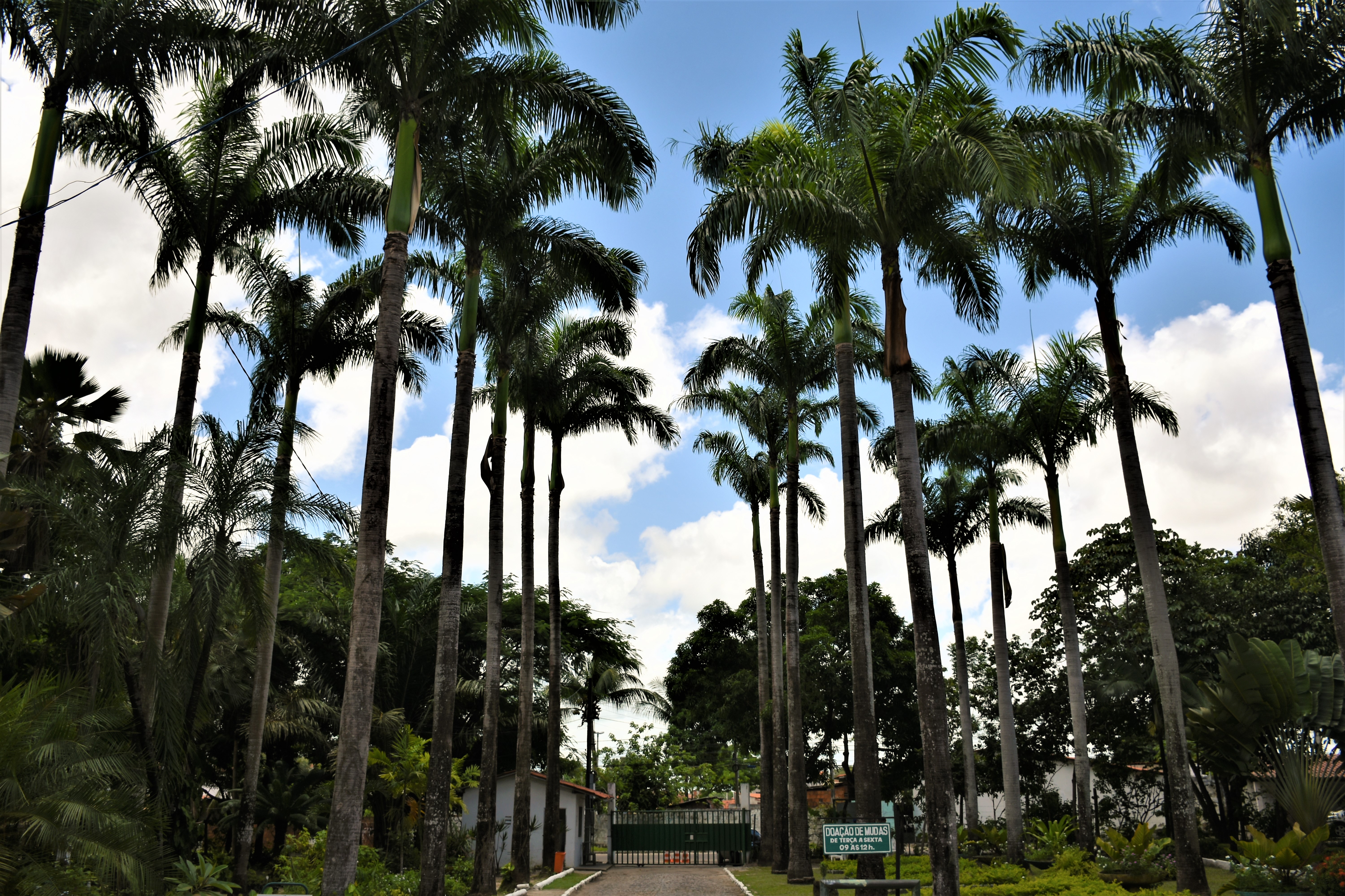 Imagem do Horto Florestal Municipal, diversas plantas 