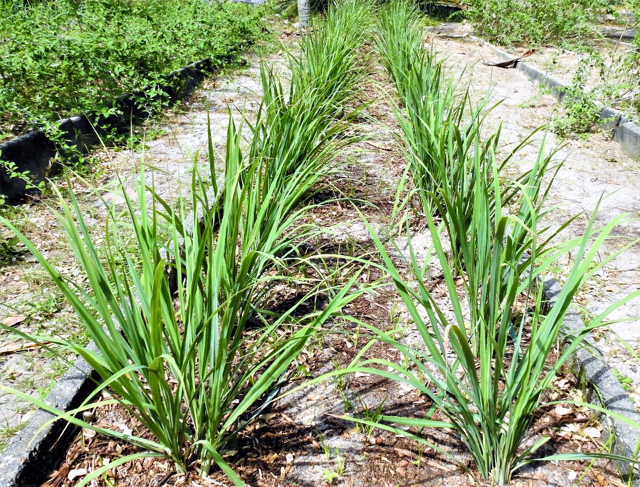 Imagem horta medicinal de capim santo