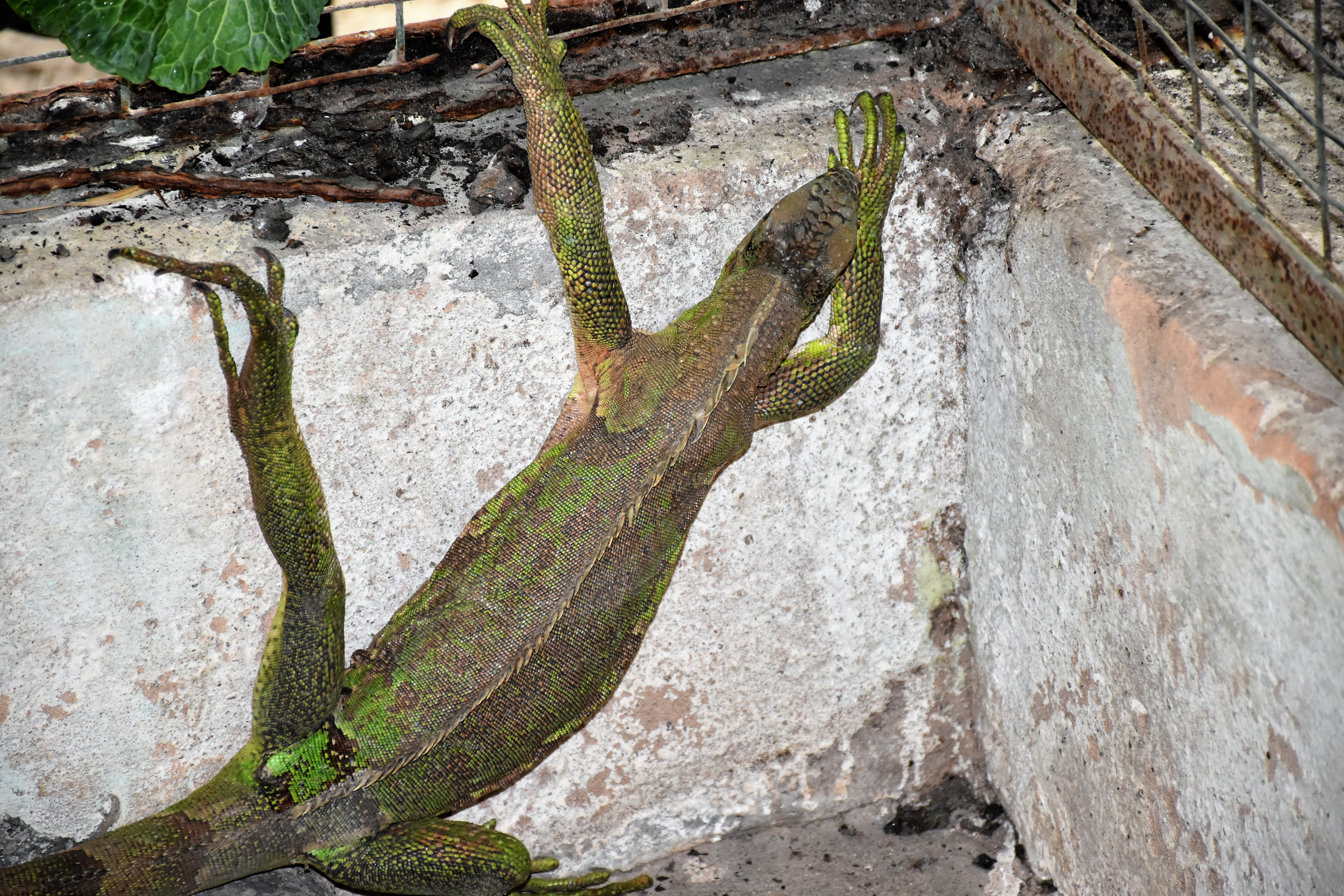 Iguana subindo na parede 