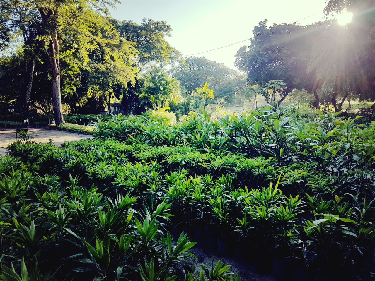 Imagem de canteiros de mudas no Horto Florestal Municipal 