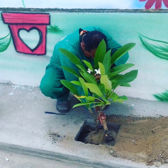 servidor da Prefeitura de Fortaleza realizando plantio. 