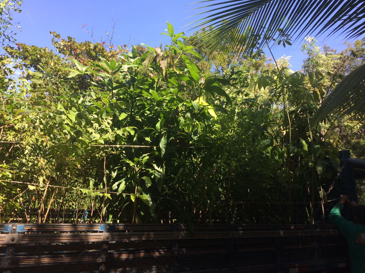 Caminhão carregado com mudas para serem plantadas no Parque Rio Branco 